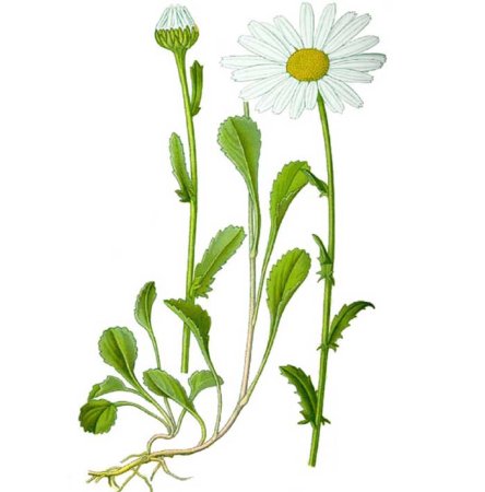 Нивяник обыкновенный