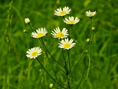 Ромашки полевые куст