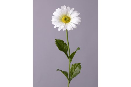 Fil1rtop Ромашка