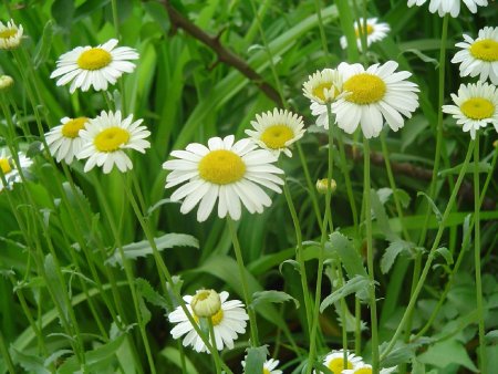 Ромашка аптечная и нивяник