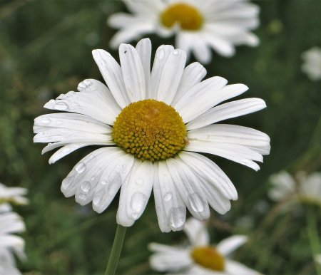 Крупные ромашки