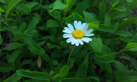 Ромашка Садовая листики