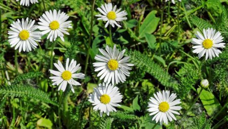 Трехреберник темноголовый