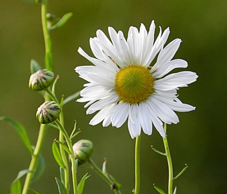 Нивяник с бутонами