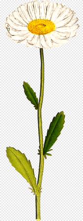 Нивяник обыкновенный ботаника