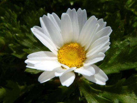 Листья ромашки