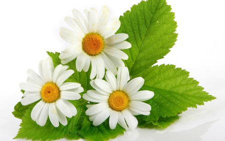 Мойчечак расми