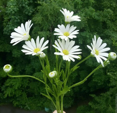 Ромашка кустовая