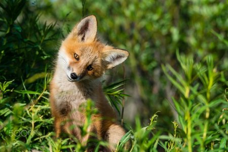 Детеныш лисы