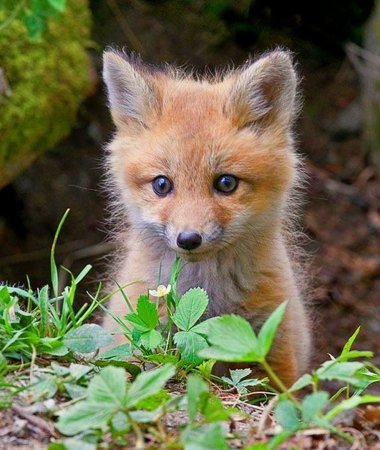 Лисенок Чарли