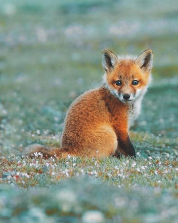 Маленькая лиса