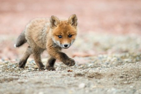 Детеныш лисы