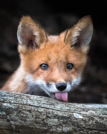 Финский фотограф Осси Сааринен