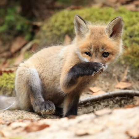 Маленький милый Лисенок