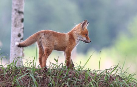 Лиса в Лосином острове