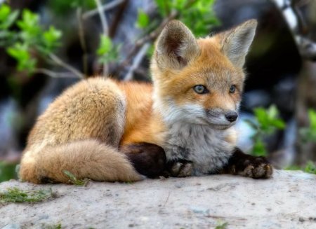 Маленький Лисенок