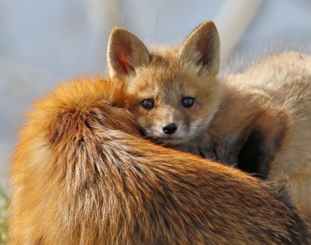 Милая Лисичка