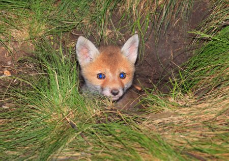 Лисенок в саду
