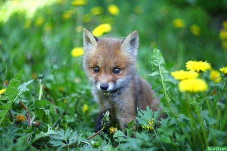 Маленький Лисенок