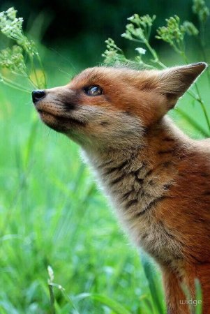 Маленькая Лисичка