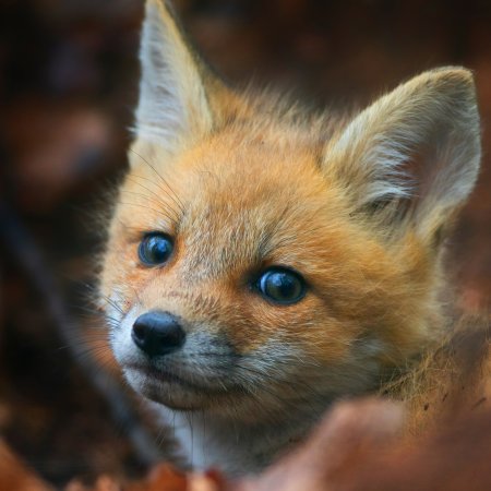 Бузяка Лисик