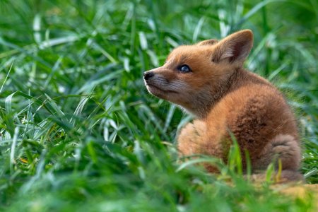 Маленькая лисица