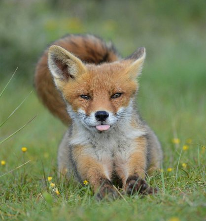 Маленький рыжий лосенок