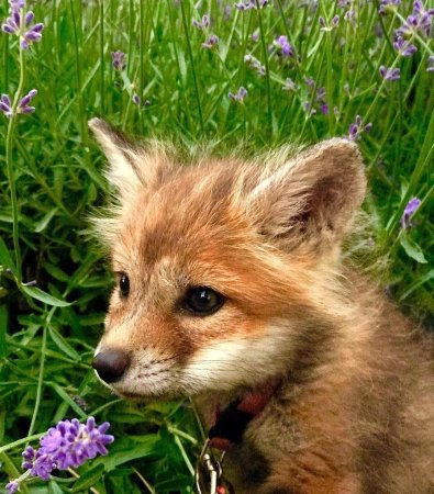Маленький Лисенок