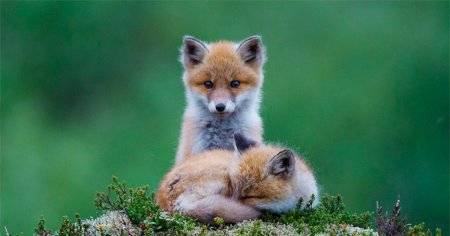 Милый Лисенок