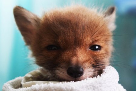 Маленький Лисенок