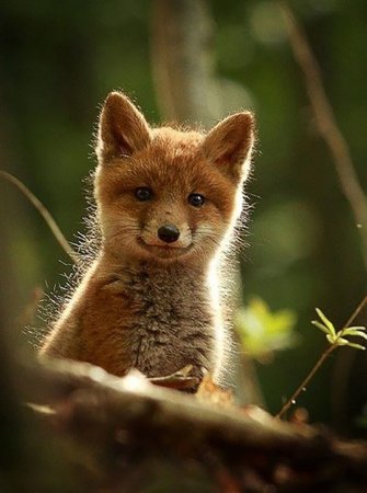 Милые лисята