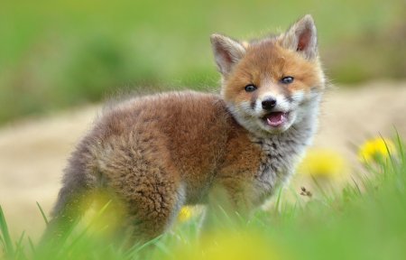 Си-170 Лисенок