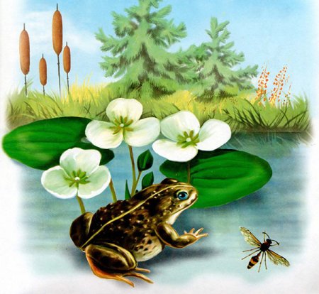 Виталий Бианки Лягушонок