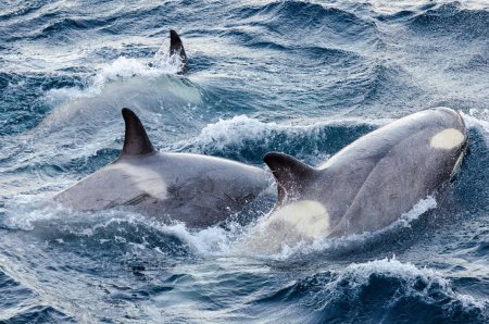 Киты и дельфины