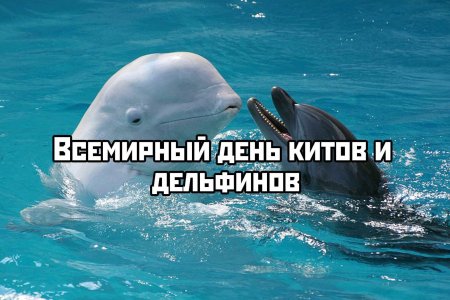 Всемирный день китов и дельфинов