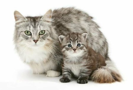 Кошка и котенок на белом фоне