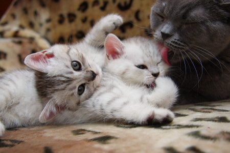 Кошка с котятами
