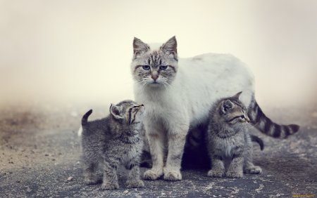 Кошка с двумя котятками