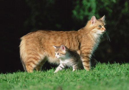 Кошки фото