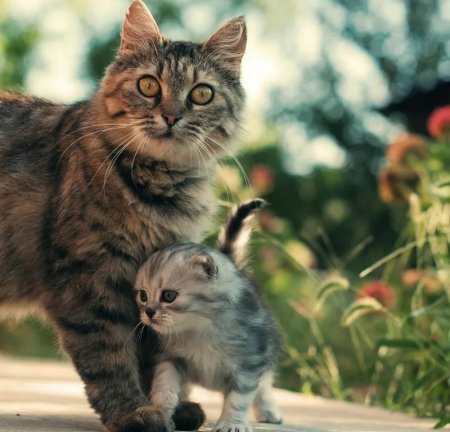 Кошка с котятами