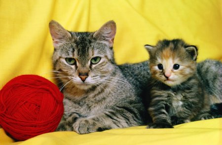 Коты и кошки