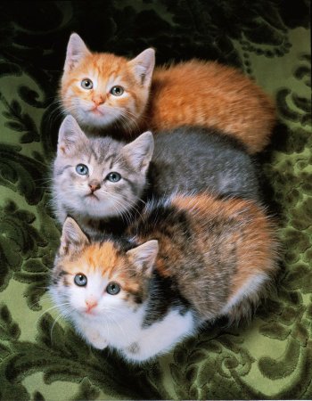 Четыре котенка