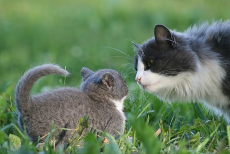 Кот, кошка и котенок