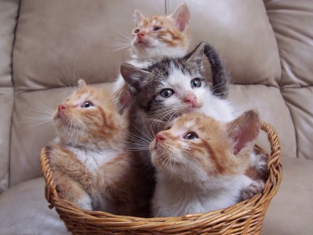 Котята в корзинке