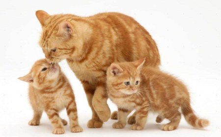 Рыжая кошка с котятами