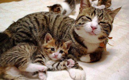 Мама кошка и котенок