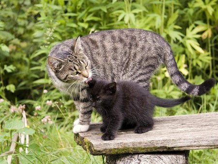 Кошка с котятами