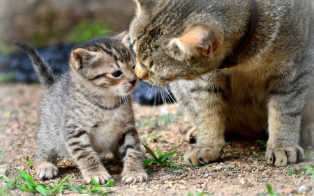 Мама кошка и котенок