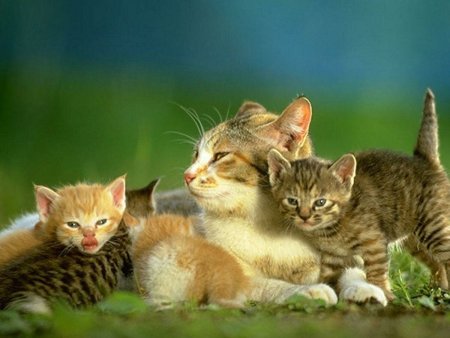 Детеныш кошки