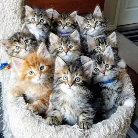 Много котят